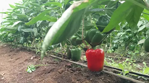 Joy of the farmer when fruits start ripening. #farmlifeisthebestlife #mkulimayoung #GreenhouseGems #bellpepper 