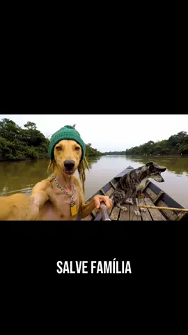 Cara de Gato Brabo! #bobcaramelo #ia #vo3 #inteligenciaartificial #pescaria #dourado 