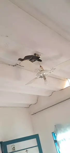 #pigeon #ai #meme 