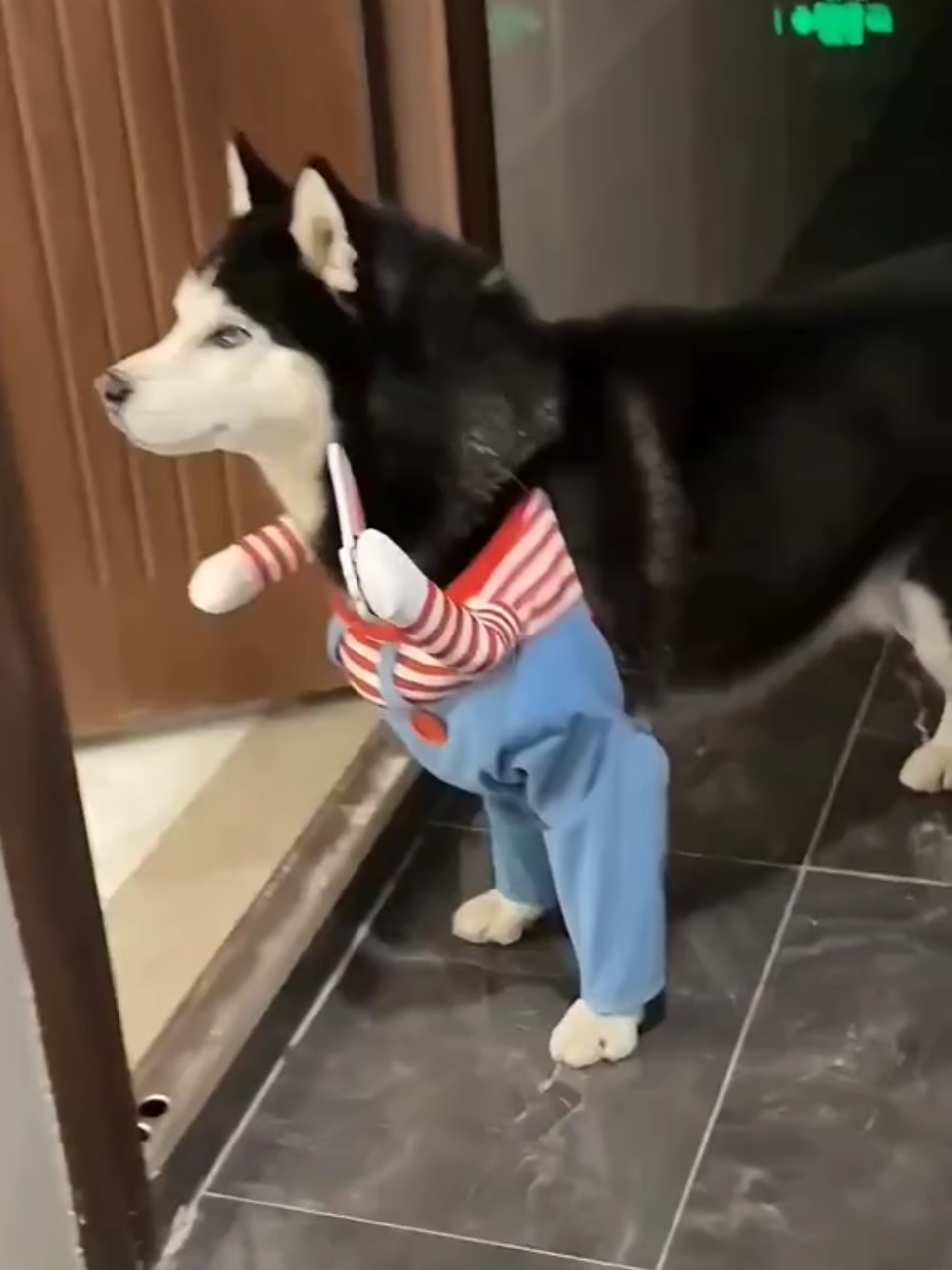 🤣Funny Animals 2025🤣Funny Cats and Dogs video🐱🐶 part-41 #funnyanimalvideos  #funny #funnyvideos #funnyanimals #funnypets #funnypetsvideo  #cat #dog #cats #dogs #catlovers #doglovers #funnycat #funnydog #catoftiktok #dogoftiktok 