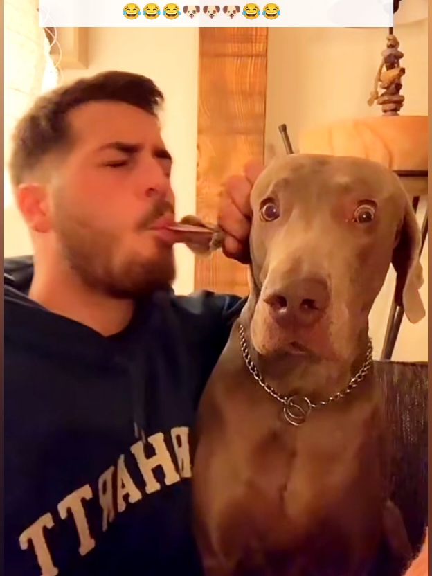 Dog thinking he's eating me 😂😂😂 #FunnyDog #DogHumor #PuppyMischief #DerpDog #SillyPooch #GoofyDog #BorkBork 