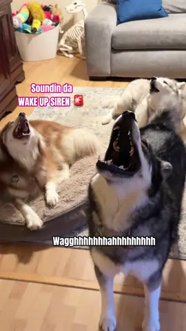 Another VERY Dramatic Throwback 😅 #dogsoftiktok #funnyvideos #funnydog #husky #morning #wakeup #fyp #dogs #funnytiktok #huskylife #fypシ #funnydogs 