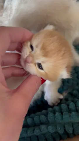 When cuddles make you sleepy💕 #kitten #kittensoftiktok #kittenlove #kittentok #babycat #cat #catsofinstagram #cutekitten #babyanimals #katze #gatos #gatostiktok #gatosdetiktok #chaton #pets#britishcat #kitty #kittycat #for #foru #fory #lov #adorable 