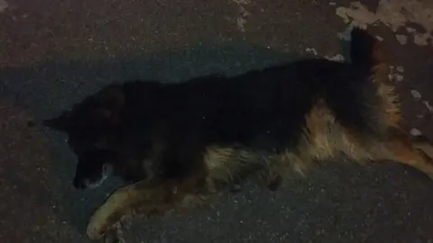 vídeo original do Bob. Grandalhão mas muito carinhoso e grato. #bob #caomunitario #caoderua❤️ #Caramelo #pet #cachorrosfofos 