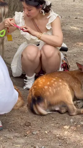 Một con nai thật vàng tươi #japantravel #deer #japan #nature #narapark 