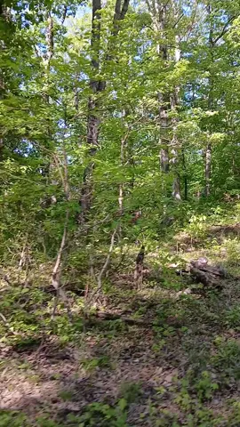 Cleaning up space on my phone by sharing to Social Media #deer #Outdoors #camping #Hiking #driving 