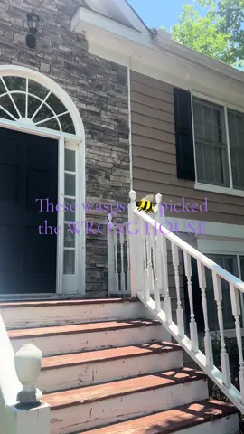 #wasps #bees #nest #atl #atlanta #wrong #house These wasps picked the wrong house!