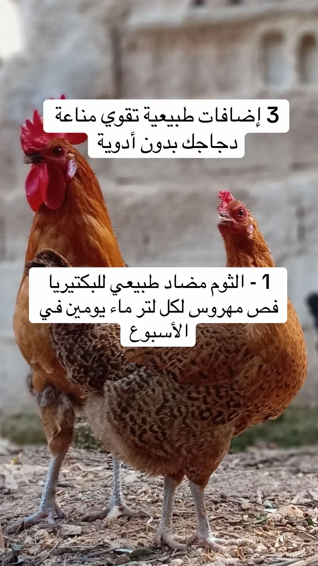 #تربية_الدجاج_البلدي_والزينة🐓 #مشروع_دجاج #مشاريع #الجنوب_السعودية #تربية_دجاج_البلدي_و_الزينة #اكسبلورexplore 