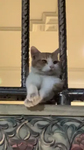nih siap td yg request 🥹 #kucinggalau #sadvibes🥀 #kucinggemoy #sad #xyzbca #kucingoren #catsoftiktok #mcr #fyp 