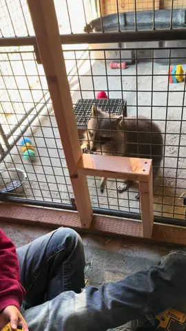 Building with Panda #raccoon#construction#ohio
