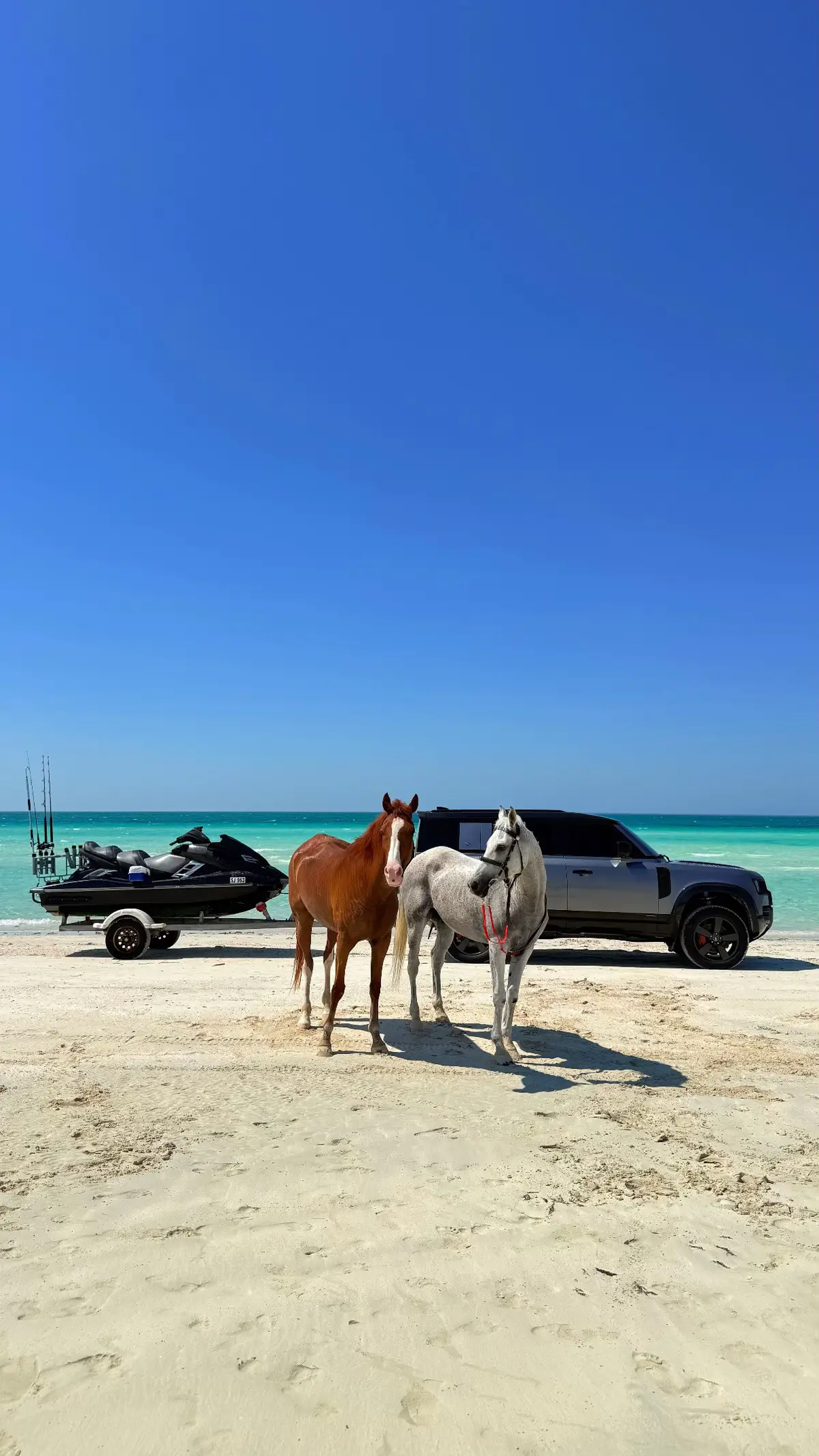 ABU DHABI | أبوظبي 🩵🤍 #abudhabi #sea #horse