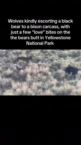 Very rarely do I get the chance to observe wolves interacting with black bears. It’s pretty common to see the wolves and grizzly bears together feeding on carcasses, but not that often for black bears. This past spring, the wolves scavenged a young bison that had died of natural causes, and this large black bear came in to feast. The Junction Butte wolves *kindly* escorted the bear to the carcass, where it fed for multiple days. The wolves only gave the bear a couple of love bites on its hind end. Yellowstone is so unique in that we get to watch these interactions between large carnivores unfold, and then have the opportunity to share it with people from all over the world.  #yellowstonewolves #wolvesofyellowstone #wolfvsbear #yellowstonenationalparkerupt #wolves