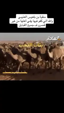 #ابن_بلعوس #فيصل_بن_بلعوس 