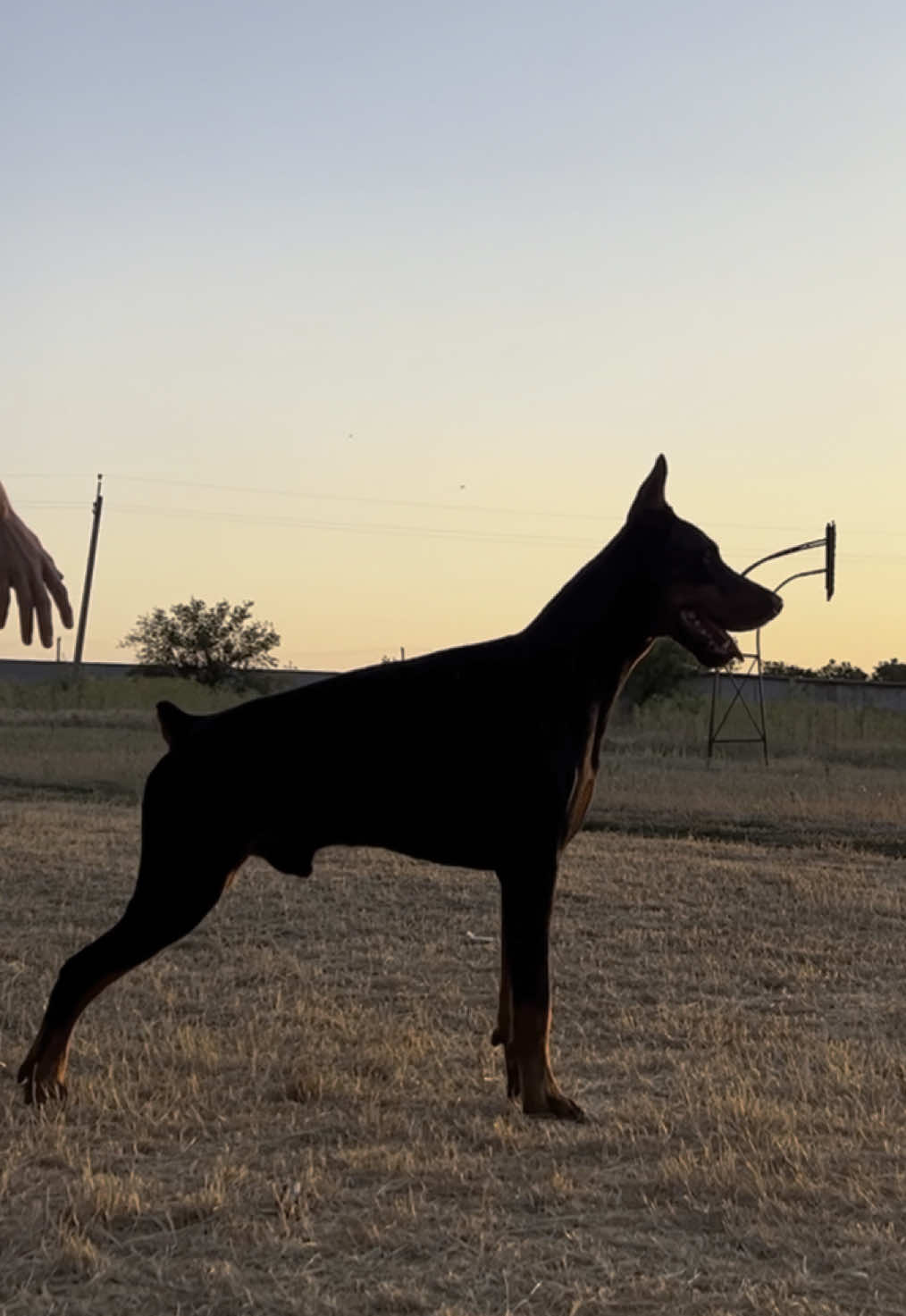 Insta: dober_baks  #doberman #r #рекомендации #доберман #любовь❤ #грація #доберманыэтонавсегда 