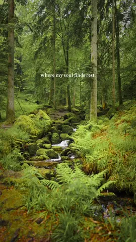 in the forest 🍃… | 📍Black Forest / Germany 🇩🇪  | 📷 more nature vibes @giuliogroebert  | #forest #forestlover #naturesounds #naturelovers 