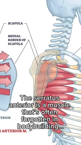 Here is a fact that few people in bodybuilding know: the serratus anterior is a much neglected muscle. #davidlaidfitness #fit #muscle #serratusanterior #physionomy #body #bodybuilding #fact 