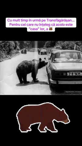 Cu mult timp în urmă pe Transfăgărășan... Pentru cei care nu înțeleg că acolo este “casa” lor !!! #Romania #transfagarasan #urs  #fyp #viralvideos  