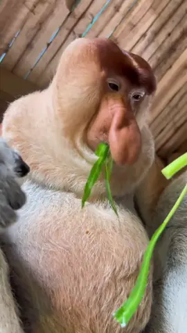 Proboscis Monkey Amazing  video. #Chimelong Proboscis Monkey Nakula #Come to Chimelong and have fun #Chimelong Long Wildlife World #OriginalVideo #长隆长鼻猴纳库拉 #来长隆放开玩 #长隆野生动物世界 #原创视频 