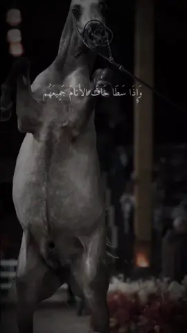 #خيل #خيل_عربي #خيل_عربي_اصيل #أكسبلورر #أكسبلور_تيك_توك🌹🌹nora_norica 