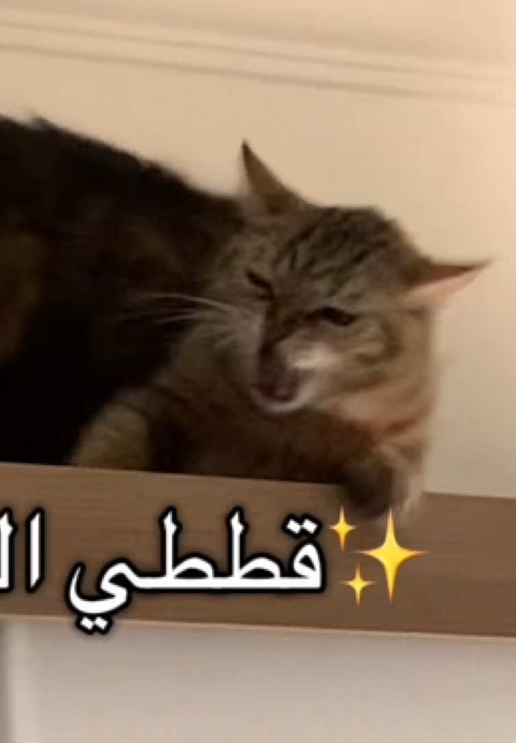 ميحلالهمش الدوشه غير لما اتخمد😭😭😭 #قطط #قطة #catsoftiktok #cats #catfight #viral #fyp  #creatorsearchinsights 