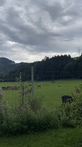 #salzburg #explore #foryou #اكسبلور 
