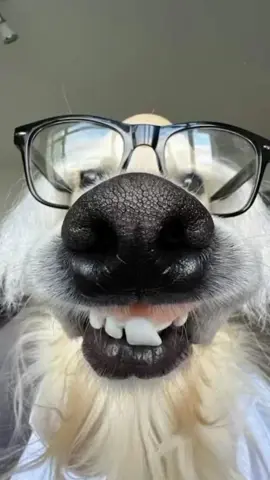 tente não rir 😂 #memesbr #tentenãorir #memecut #pets #petcomedy #funnyanimals #funnymemes #funniest #compiladodememes #hilariouspetstiktoktv #compilation #dog #cat #cachorros #gatos 