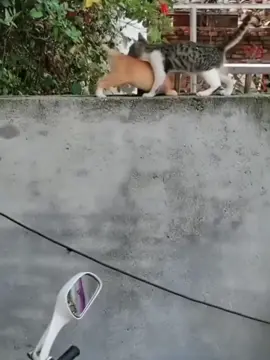 Ninja cats ☠️🤯. #edit #catlovers #viralvideo #goviral #tiktok #fyp #cat #uscat #views 