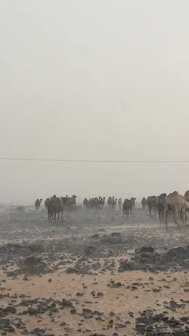 اللهم ارحمنا برحمتك الواسعه اللهم اغثنا #الامطار #تصويري #عبدالله_بن_شايق #اكسبلور #rain #اللهم_اسقنا_الغيث #صلاه_الاستسقاء #مطر #شعر_وقصائد #لايك__explore___ #بن_شايق 