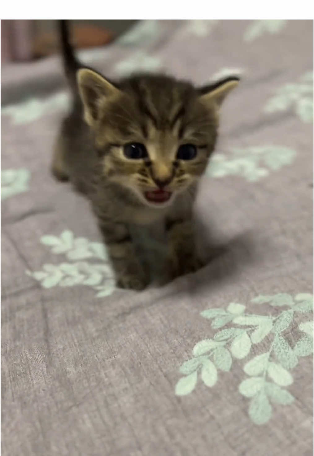 Meow meow meows#cutecat #pet #kucing #kitty 