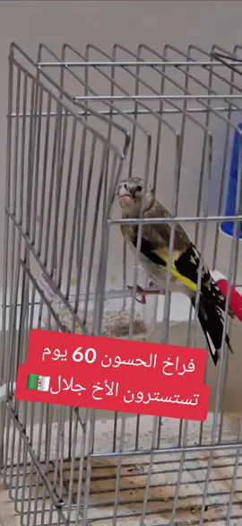خلطة طبيعية تستسترون طبيعي لفراخ الحسون والطيور لتقوية المناعة والبنية