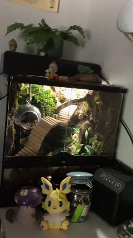 Our silly senile girl (Sammy is 16 years old) #crestedgecko #crestedgeckosoftiktok #eyelashcrestedgecko #geckosoftiktok #reptile #reptiles #reptilesoftiktok #reptilekeeper #greenscreen 