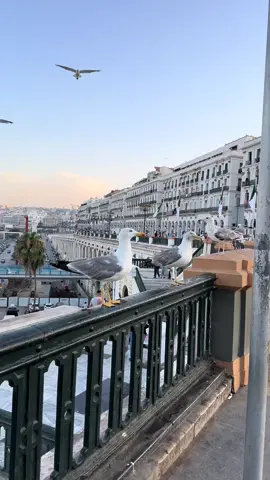 قولولي يا سامعين ولاد العاصمة وييين💔 #algeria #alger #اكسبلور #fyp #bejaia #Summer #البحر #الجزائر 