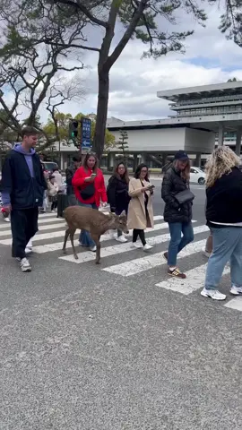 #nara #naradeer #deer #deers #enjoy #Love #public #video #usa #usa🇺🇸 #usatiktok #tiktok #foryou #foryoupage #virał #fyp #deertiktok #deerseason #1m #1million 