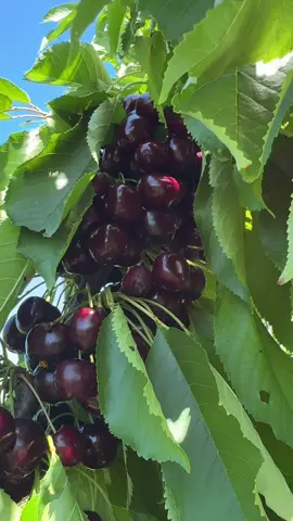 Cherry 🍒 picking With Family in (Loddington Farm PYO cherries 🍒) Maidstone,Kent, England 🏴󠁧󠁢󠁥󠁮󠁧󠁿 UK 🇬🇧!! Saturday 12 July 2025!! 