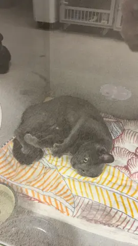 can’t wait to cuddle forever 💖#bergencountyanimalshelter #adoption #catadoption #shelter #꾹꾹이