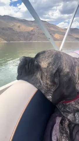 I wonder what he’s thinking about ❤️🐾  #englishmastiff #em #mastiff #squishy #fyp #fypシ #fypage #woof #bear #lapdog #bigdog #dogsoftiktok #hercules #dogsoftiktokviral #sandlot #dogsoftiktokviral🐶🦮 #sweetboy #bigbaby #mastiffsoftiktok #mastiffs #mastifflover #squishyface #jowls 