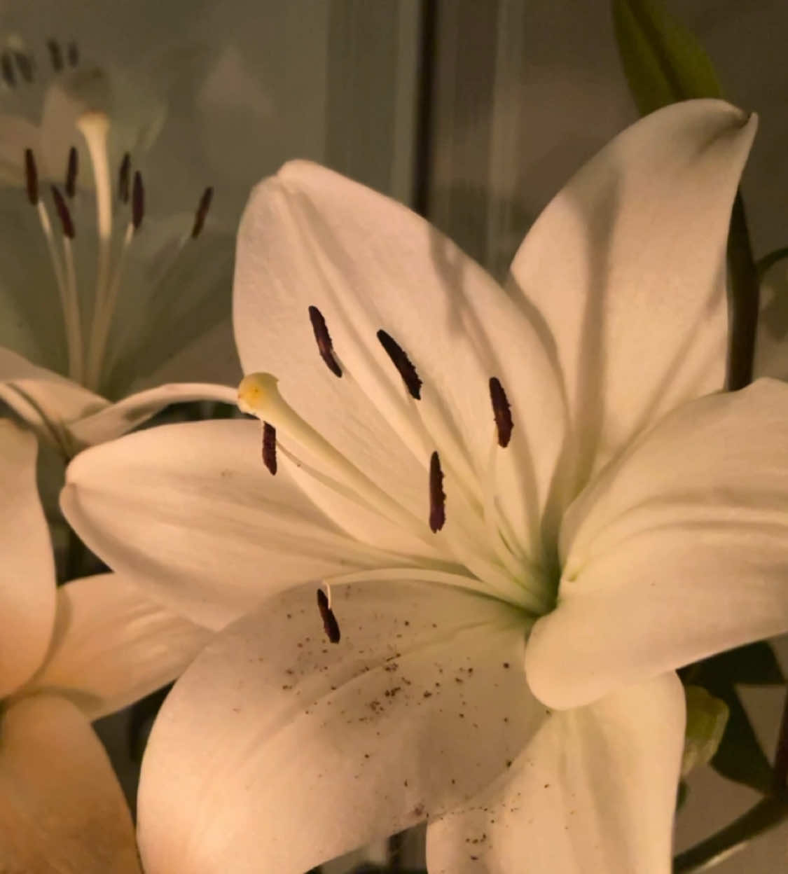 #lily #lilyflower #lilies #flowers #flowertok #flowersaethetics #aethetic #lilyaethestic #pinterestaesthetic 