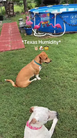 #fyp #fypシ゚viral #dogmom #dogsoftiktok #tiktokdogs #texas #hot #mydog #hounddog 
