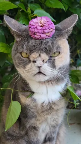 Have a beautiful Caturday. #Caturday #beautifulday #beautifulcat #catsoftiktok 