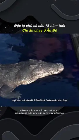 Kỳ lạ chú cá sấu 75 năm tuổi chỉ ăn chay ở Ấn Độ #khoahoc #suthatthuvi #LearnOnTikTok #fyp #khampha #xh 