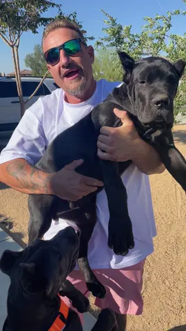 Ready to go to a great home DM for info.. #canecorso #canecorsopuppy #corso #corsopuppy #california #fyp #malepuppy #local 