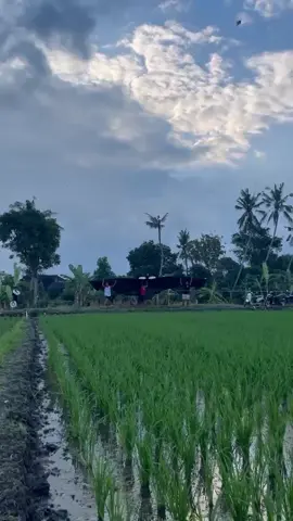pagi' sdh acak' awan🦉☁️#layangansikepok #sikepokmini #fypvideo #fypage #masukberandafyp 
