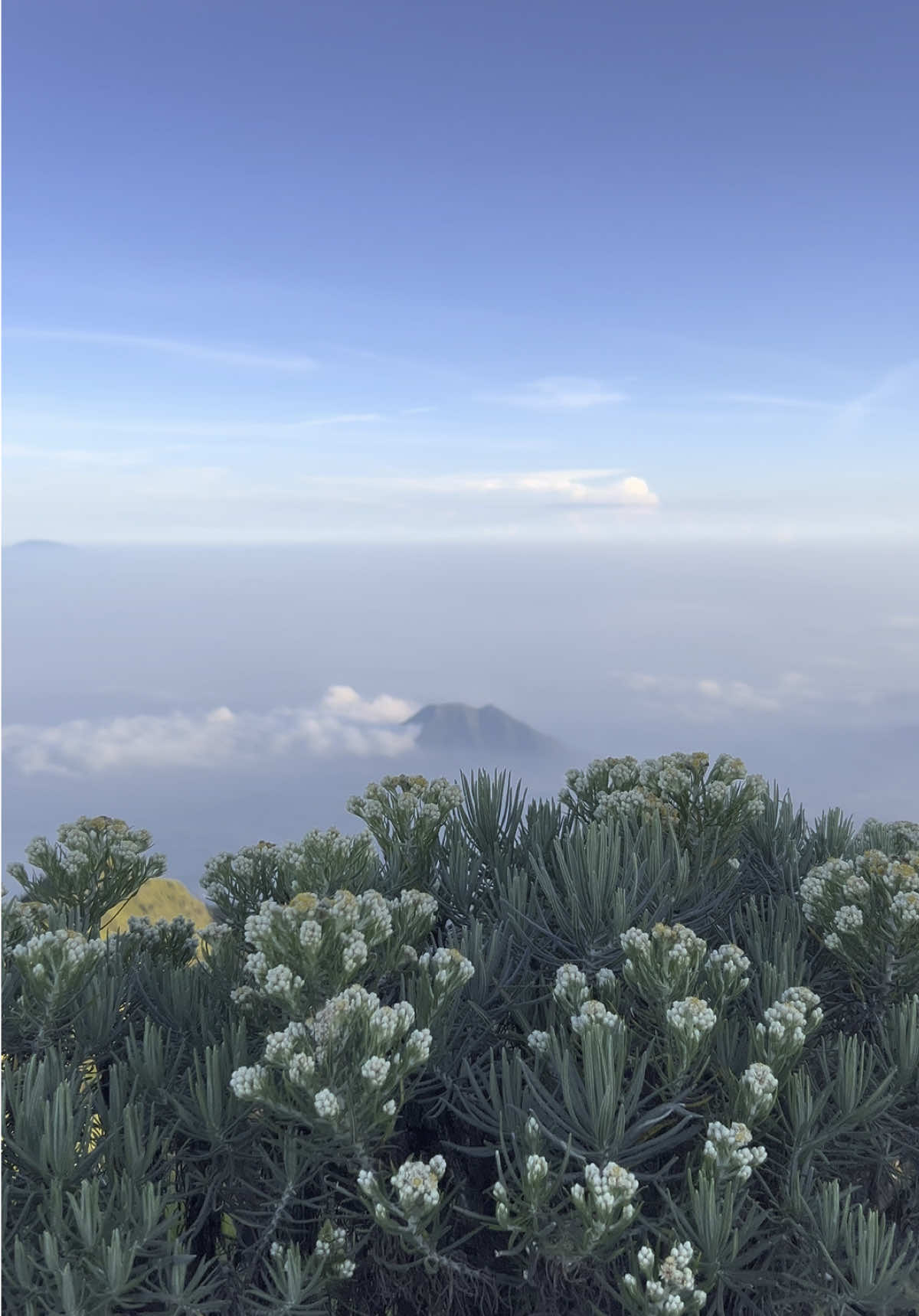edelweiss merbabu sedang mekar-mekarnyaa #edelweiss #gunung #mountain #pendaki #pendakiindonesia #pendakicantik #merbabuviasuwanting #merbabumountain 