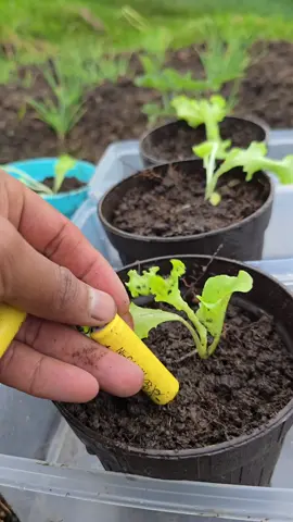 #PlantTok #TikTokLearningCampaign  I’ve always heard that batteries are extremely toxic to the environment, so I decided to run an experiment and see how they affect plant growth. I planted lettuce seedlings in pots with soil mixed with battery material, and others in clean soil as a control. All pots received the same care and water. I’ll be observing their development and even considering lab tests for toxic metals in the future. What do you think will happen? Will the plants survive? Comment your guess below! #PlantExperiment #SoilPollution #GardeningTest #ToxicSoil #ScienceInTheGarden #EcoAwareness #LettuceGrowth #BatteryWaste #UrbanGardening #SustainableLiving 