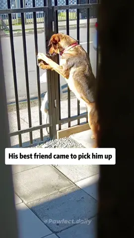 My dog’s BFF pulled up for playtime.#dog #doglife #dogtok #funnydogs #dogbehavior #fyp #foryou 