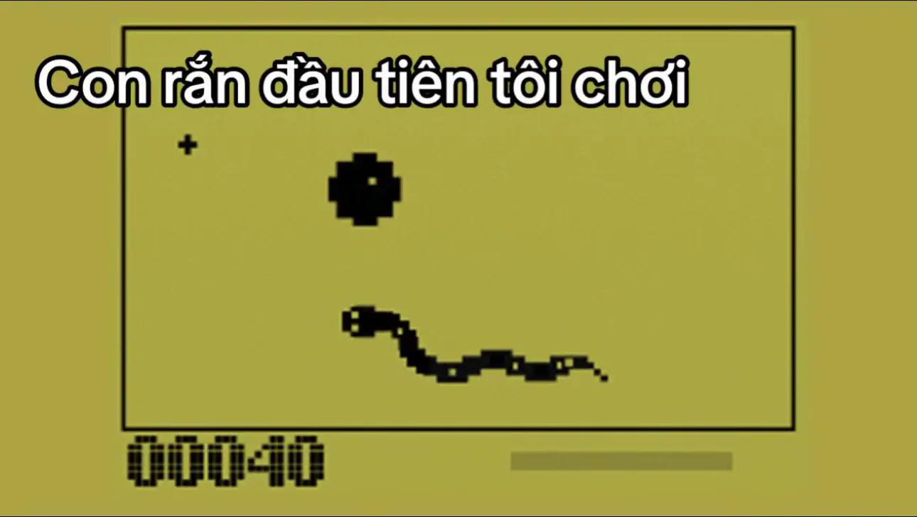 ❌❌❌Những con rắn mà tôi đã chơi 🆘🆘🆘 #rắnđộc 