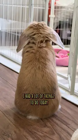 The other stuff can wait 😴  #hollandlop #hollandlopbunny #lopearedbunny #bunnytok #bunny #sleepybunny #BehBehTheLop #BunnyMood #LopLife #cutebunny #tiktokbunnies 