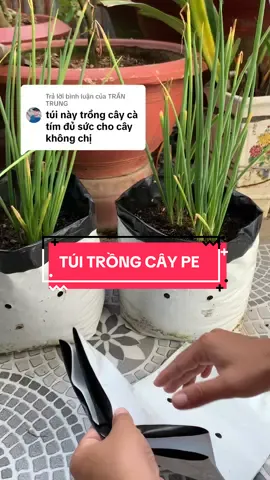 Trả lời @TRẦN TRUNG túi trồng cây pe được làm bằng 2 lớp dẻo dai, tuổi thọ 1,5-2 năm #suonglamvuon #xuhuong #tuitrongcaygreennow 