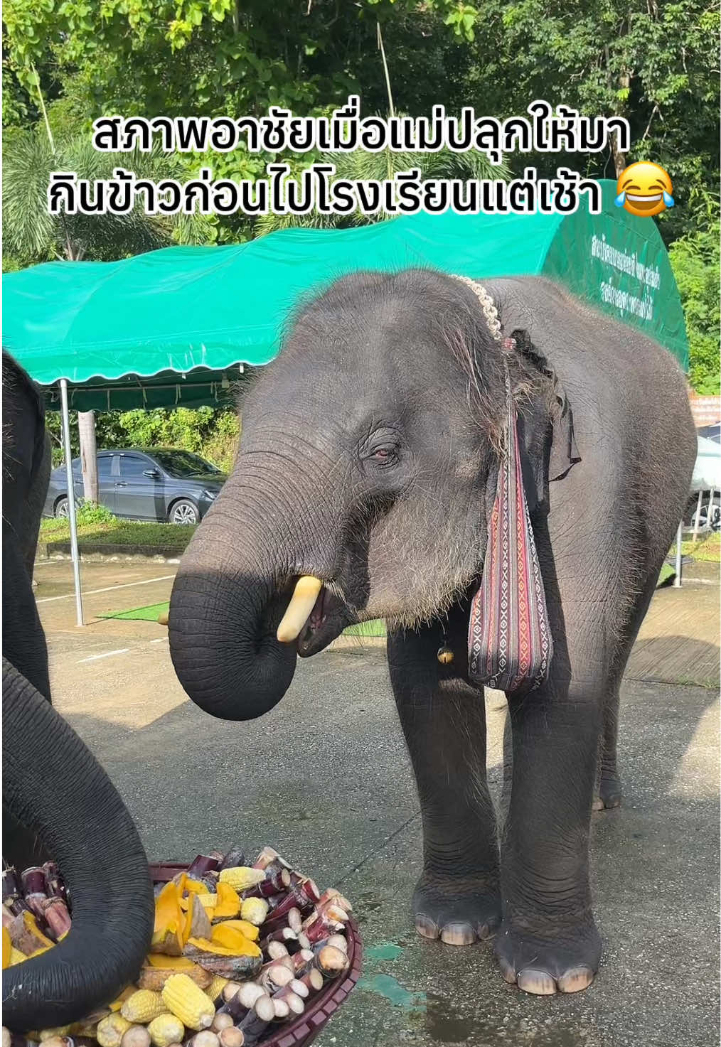 ข้าวก็ต้องกิน ตาก็จะปิด “ชัยง่วงนอนค้าบแม่” 🤣 #อาชัย #พลายแสนชัย #พลายแสนชัยลูกแม่แสนดี #ช้างตระกูลแสน 
