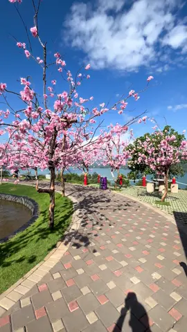 Ndak jauh2 mki ke jepang liat bunga sakura, cuma 1 jam dari makassar #fyp #gowa #dairycimoriland 